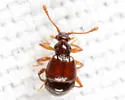Reichenbachia corporalis - photo 4