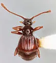 Reichenbachia cylindrarta