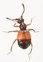 Reichenbachia dorothyae