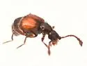 Reichenbachia dorothyae - photo 2