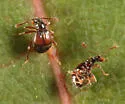 Reichenbachia facilis