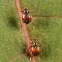 Reichenbachia facilis - photo 2