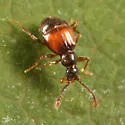 Reichenbachia facilis - photo 3
