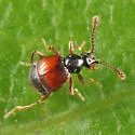 Reichenbachia facilis - photo 4