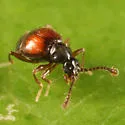 Reichenbachia facilis - photo 5