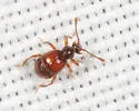 Reichenbachia howardi - photo 2