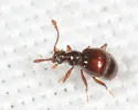 Reichenbachia howardi - photo 3