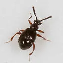Reichenbachia spatulifer - photo 3