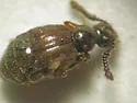Reichenbachia spatulifer - photo 4
