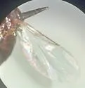Reichertella montana