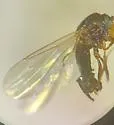 Reichertella producta