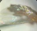 Reichertella simplicinervis - photo 2