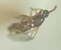 Reichertella simplicinervis - photo 3