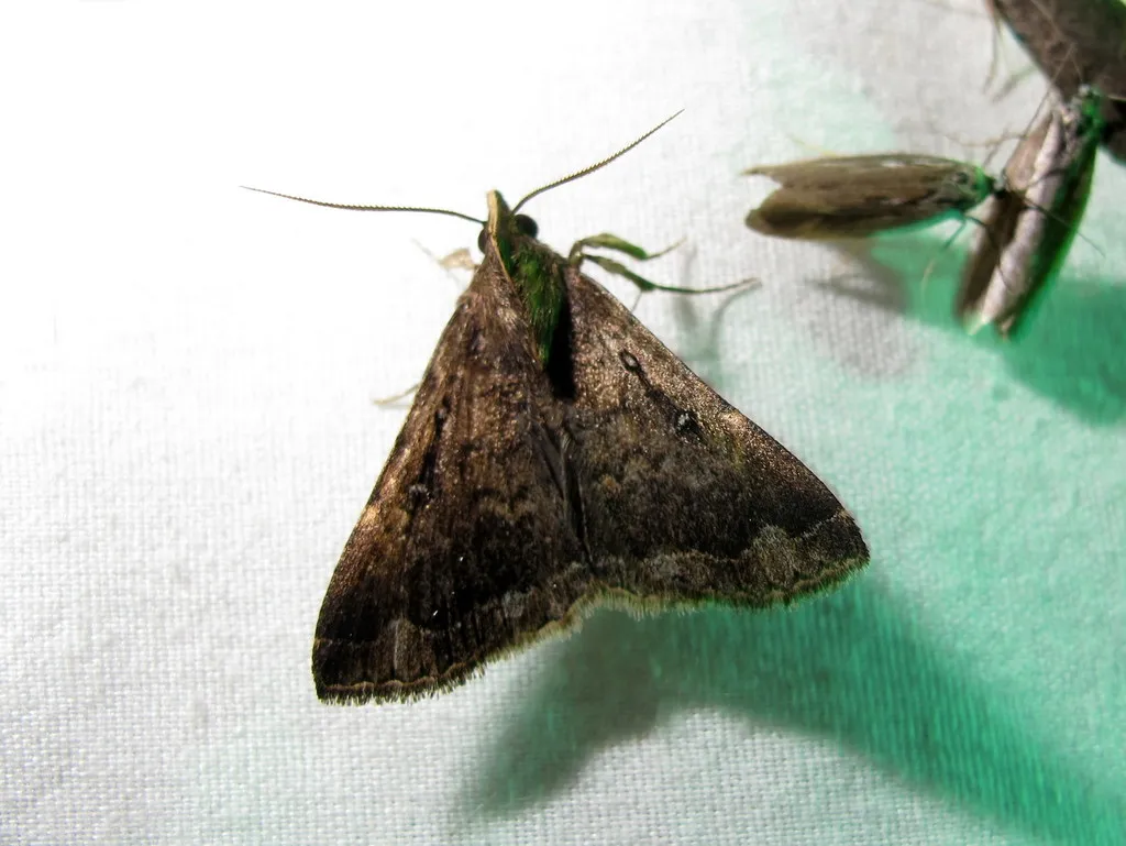 Rejectaria albisinuata - Hodges#8399 - photo 2