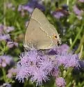 Marius Hairstreak - Hodges#4296