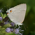 Marius Hairstreak - Hodges#4296 - photo 2