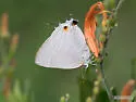 Marius Hairstreak - Hodges#4296 - photo 3