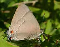 Marius Hairstreak - Hodges#4296 - photo 4