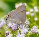 Marius Hairstreak - Hodges#4296 - photo 5