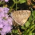 Gold-bordered Hairstreak - Hodges#4297