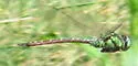 Malachite Darner