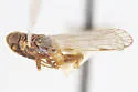 Remotiarus uncatus