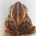 Remotiarus yavapanus - photo 3
