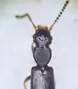 Renardia nigrella - photo 3