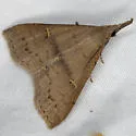 Speckled Renia Moth - Hodges#8386