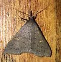 Speckled Renia Moth - Hodges#8386 - photo 2