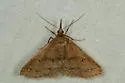 Speckled Renia Moth - Hodges#8386 - photo 3