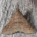 Speckled Renia Moth - Hodges#8386 - photo 4
