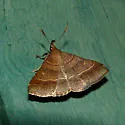 Yellow-spotted Renia - Hodges#8384.1