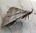 Yellow-spotted Renia - Hodges#8384.1 - photo 2