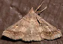 Yellow-spotted Renia - Hodges#8384.1 - photo 3