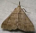 Yellow-spotted Renia - Hodges#8384.1 - photo 4