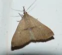 Fraternal Renia Moth - Hodges#8385