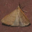 Fraternal Renia Moth - Hodges#8385 - photo 2