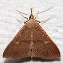 Fraternal Renia Moth - Hodges#8385 - photo 4