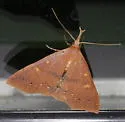 Fraternal Renia Moth - Hodges#8385 - photo 5