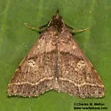 Renia mortualis - Hodges#8389