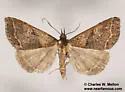 Renia mortualis - Hodges#8389 - photo 2