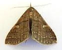 Renia mortualis - Hodges#8389 - photo 3