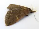 Renia mortualis - Hodges#8389 - photo 4