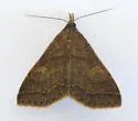 Renia mortualis - Hodges#8389 - photo 5