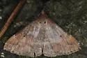 Chocolate Renia Moth - Hodges#8380