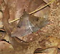 Chocolate Renia Moth - Hodges#8380 - photo 2