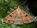 Chocolate Renia Moth - Hodges#8380 - photo 3