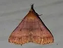 Chocolate Renia Moth - Hodges#8380 - photo 4