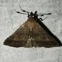 Chocolate Renia Moth - Hodges#8380 - photo 5